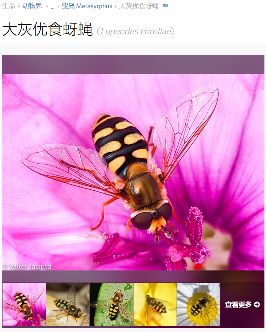 长得像蜜蜂的苍蝇这个是什么蜜蜂吗看着不太像身上也没有绒毛有点奇怪