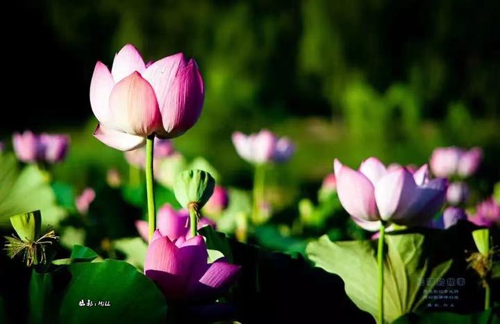 大巧若拙_论中国艺术之拙 知乎