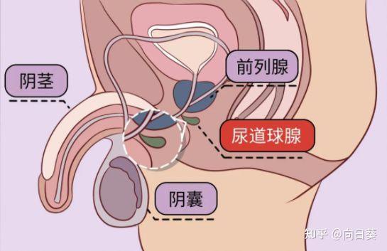 自己取前列腺液步骤图片