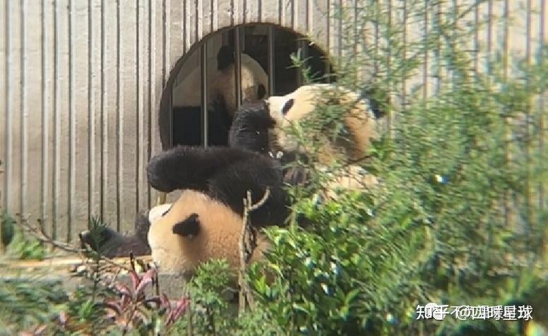 大熊猫冰冰,双胞胎儿子既可爱又费妈 - 知乎