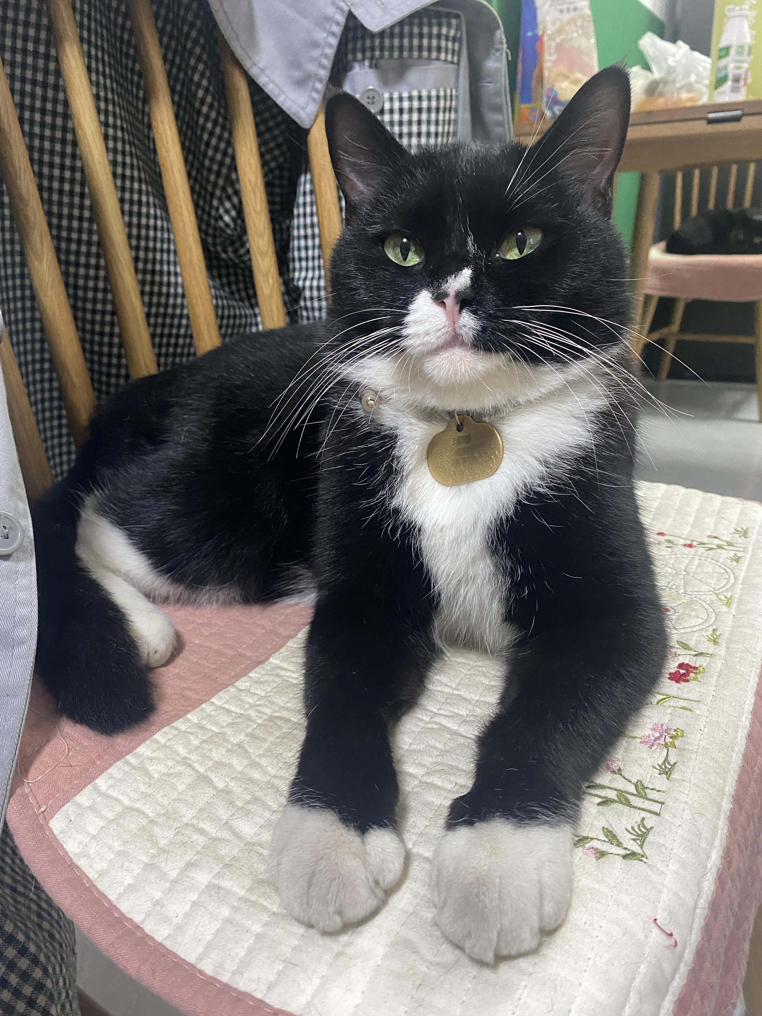 玄猫和黑猫的区别有什么区别吗？ - 知乎