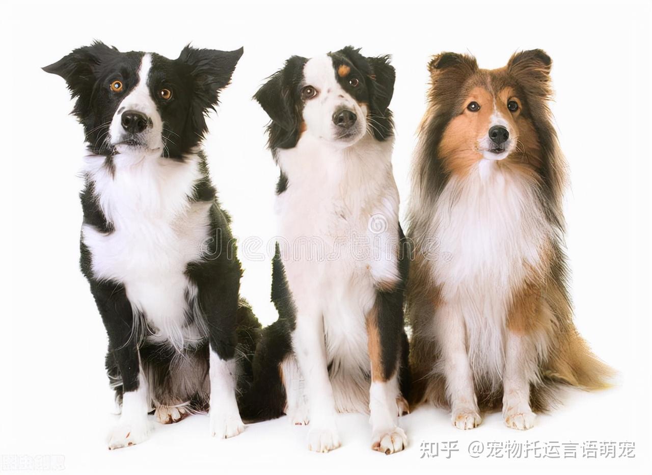 一只迷你美国牧羊犬从桂林专车托运到杭州的案例分享~ - 知乎