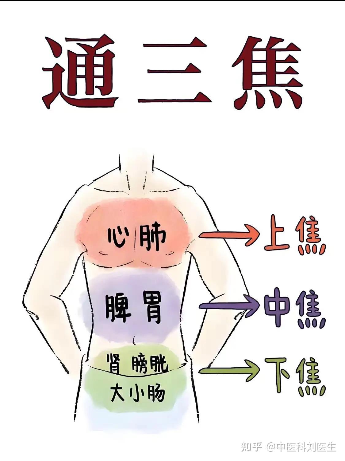 三焦是什么,怎么养 - 知乎