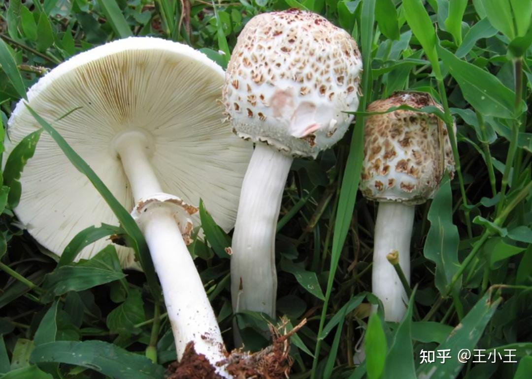 这是高大环柄菇还是大青？ - 知乎