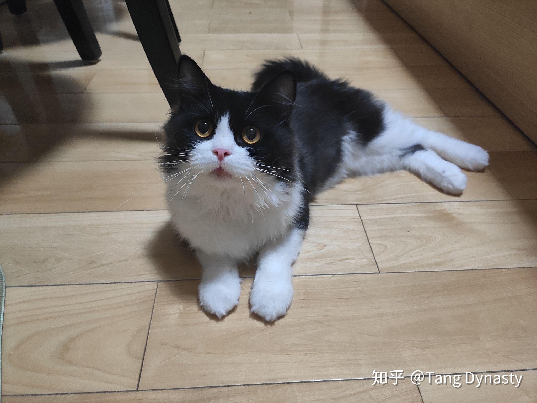 有人试过布偶猫和蓝猫配种的吗?