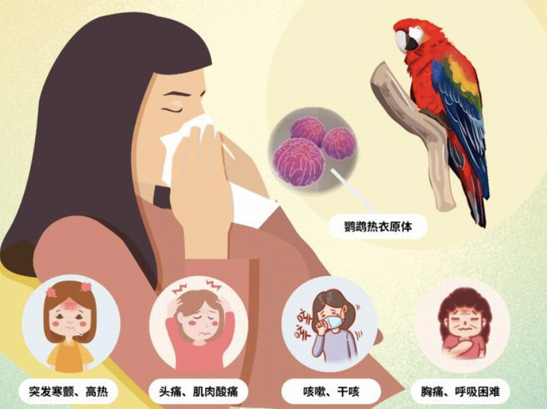 夫妻在楼道养鸡感染「鹦鹉热」重症肺炎住进ICU，普通家禽为什么也会携带病菌？楼道养鸡会提高感染风险吗？