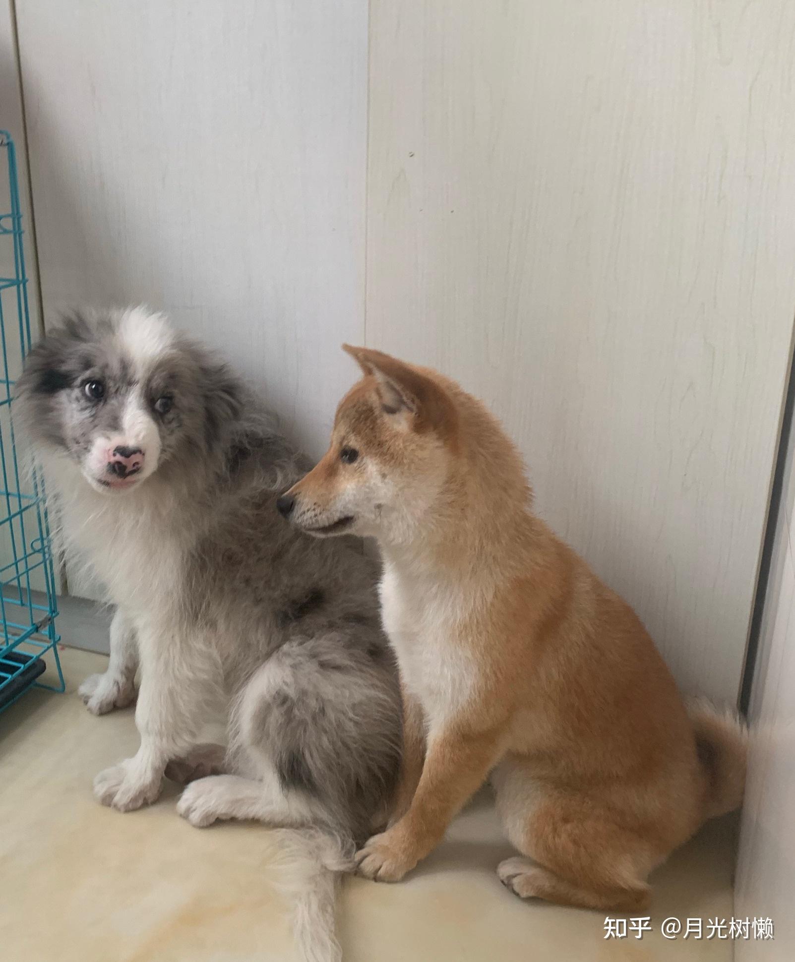 新手养边牧还是养柴犬