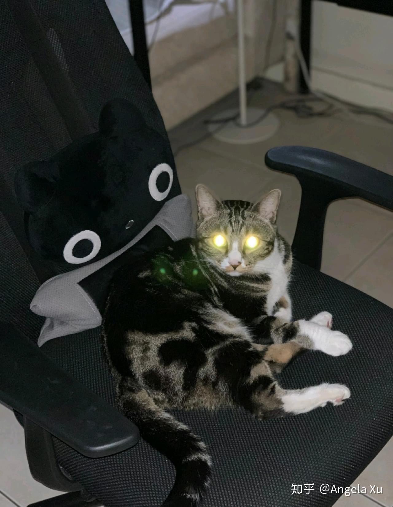 各位大佬有没有猫猫在晚上眼睛发光的图片? - 知乎