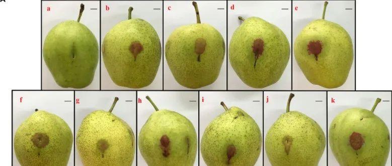 【Plant Physiol】乙烯响应因子4.1/4.2与EAR基序互作抑制红皮梨花青素合成 - 知乎