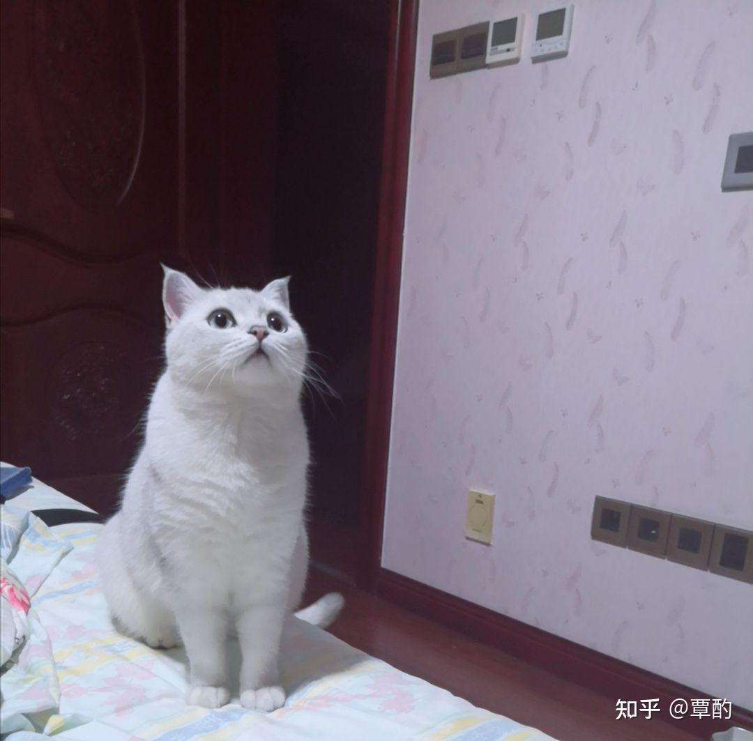 银猫长大后图片