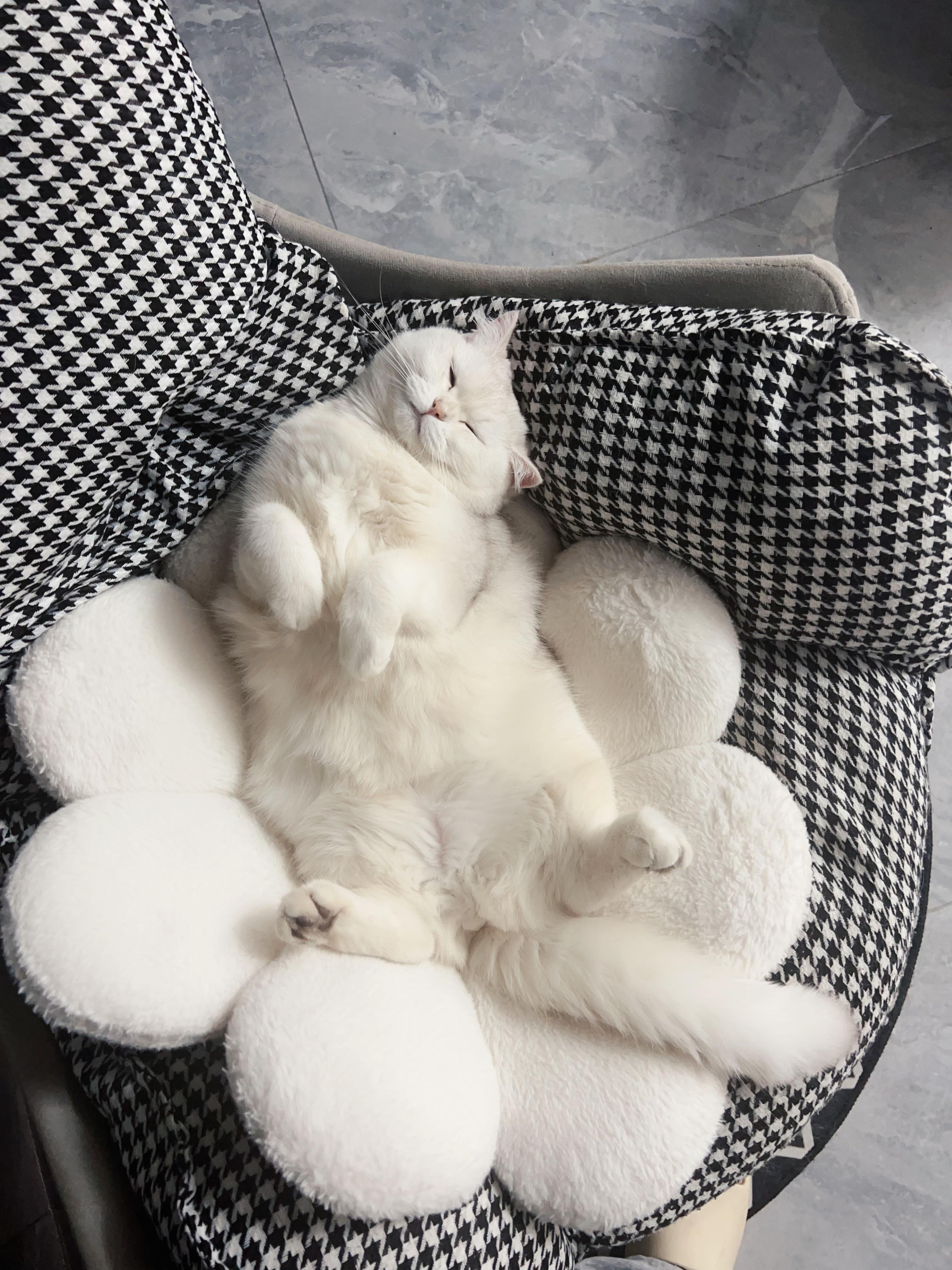 可以放一张猫猫睡懒觉的照片吗