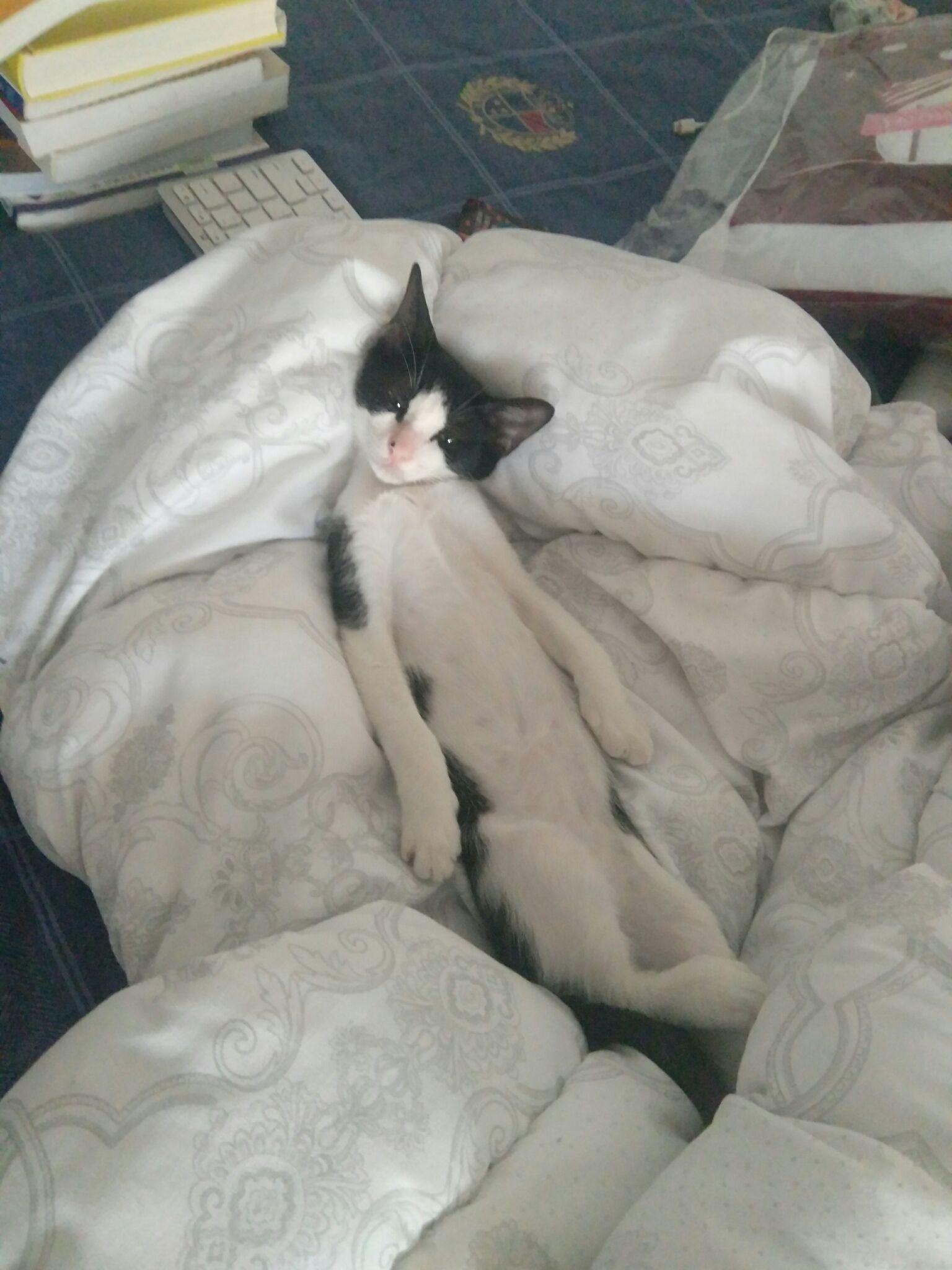 我家猫喜欢躺着睡觉请问这正常么跟主人睡姿有关系么