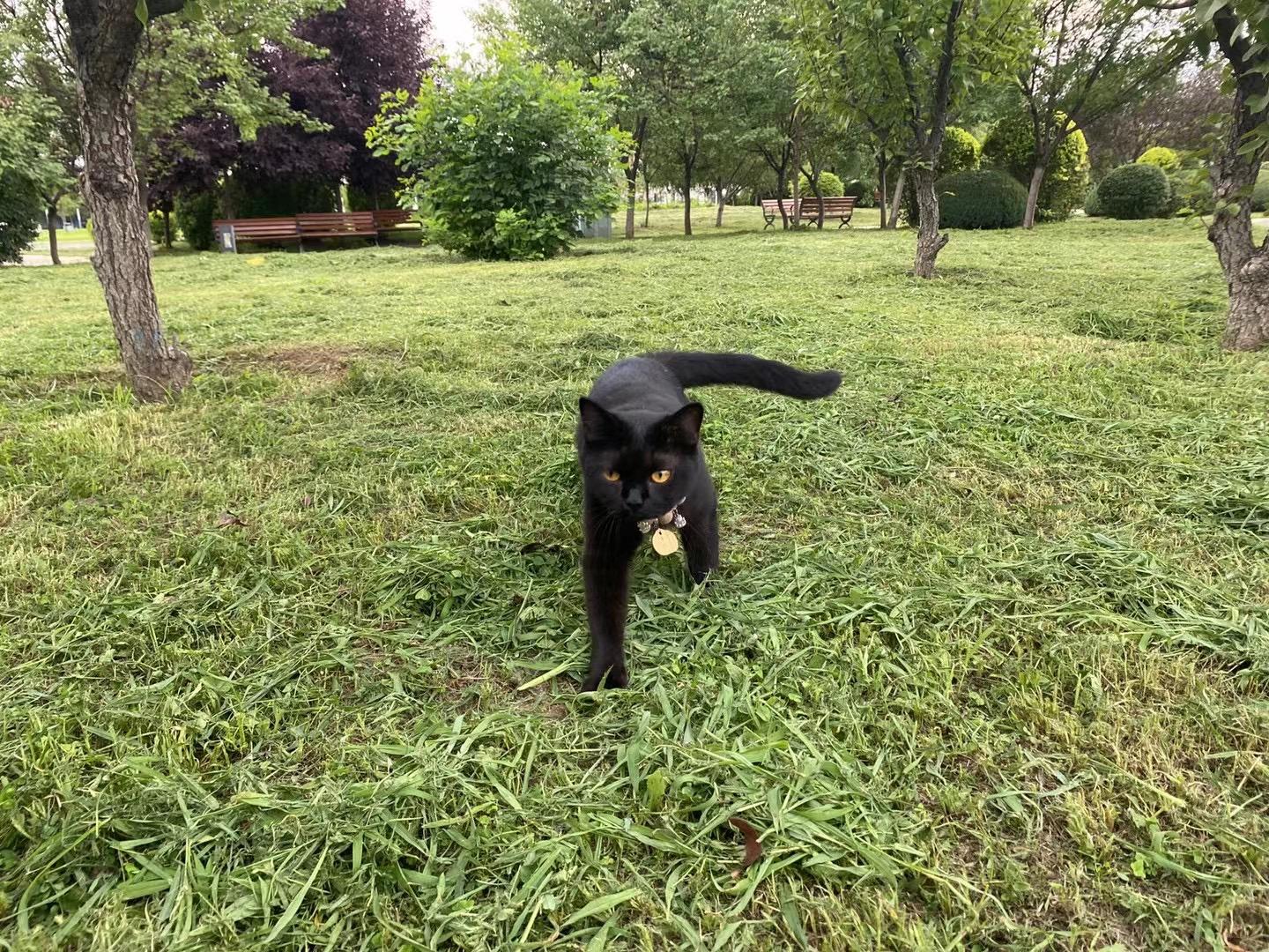 玄猫和黑猫的区别有什么区别吗？ - 知乎