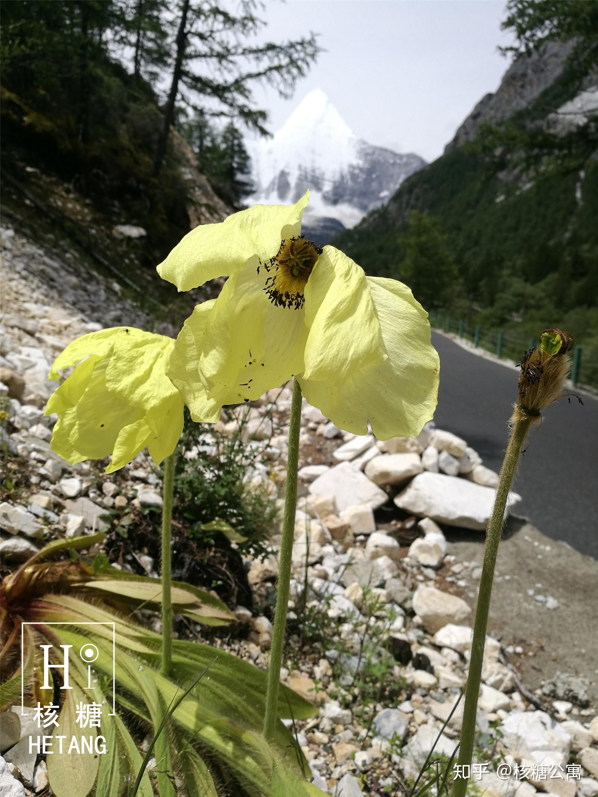 秋英花与格桑花图片