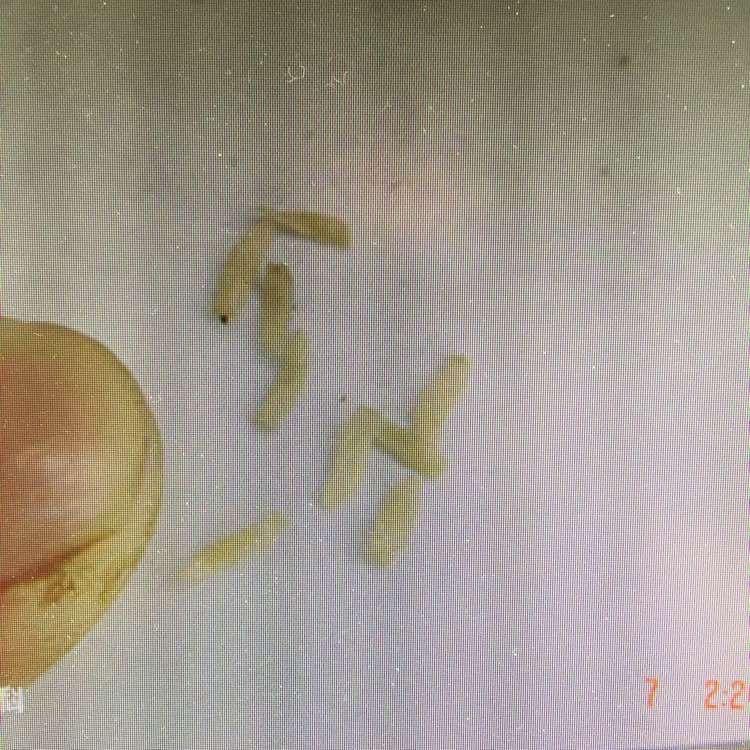 床上出现像蛆像面条一样的白色软体虫子 是什么?