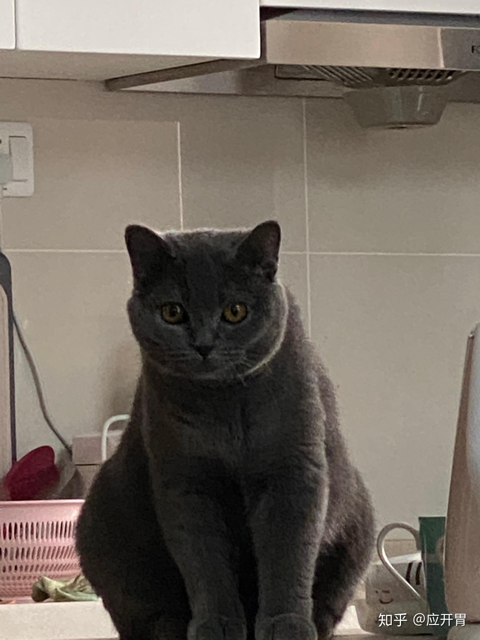 英短蓝猫脸超尖怎么破