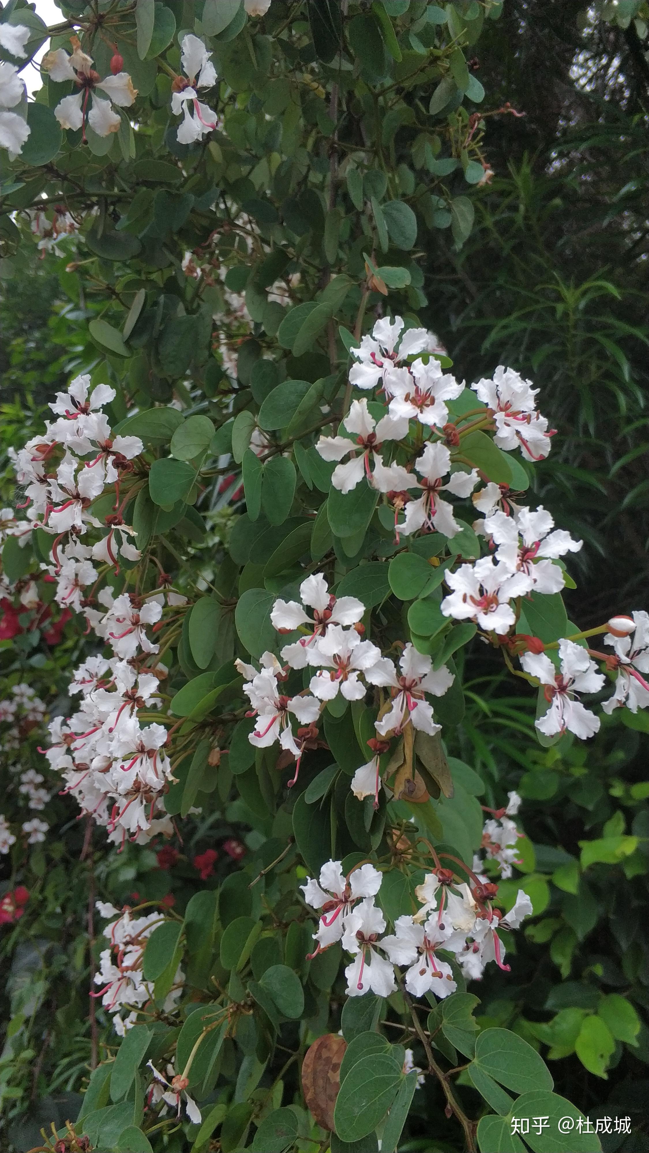 羊蹄甲宫粉羊蹄甲红花羊蹄甲的区别