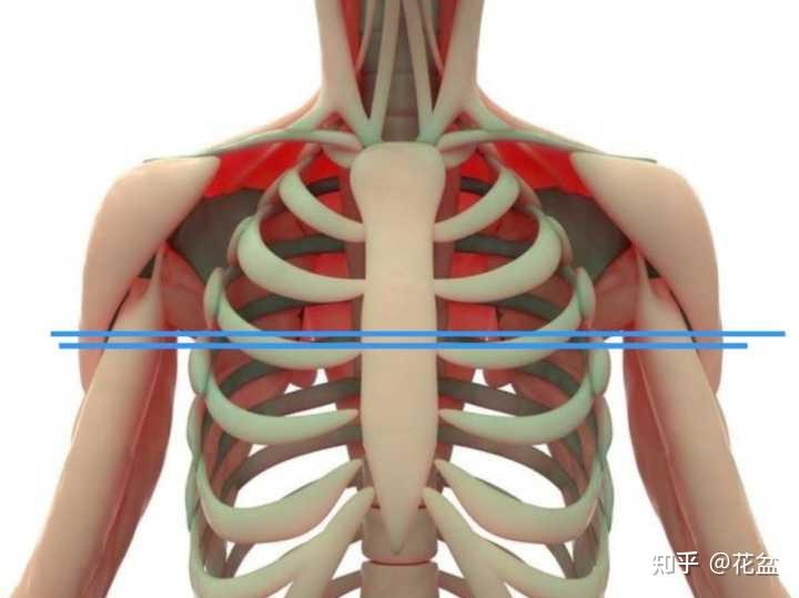 胁和肋的区别是什么
