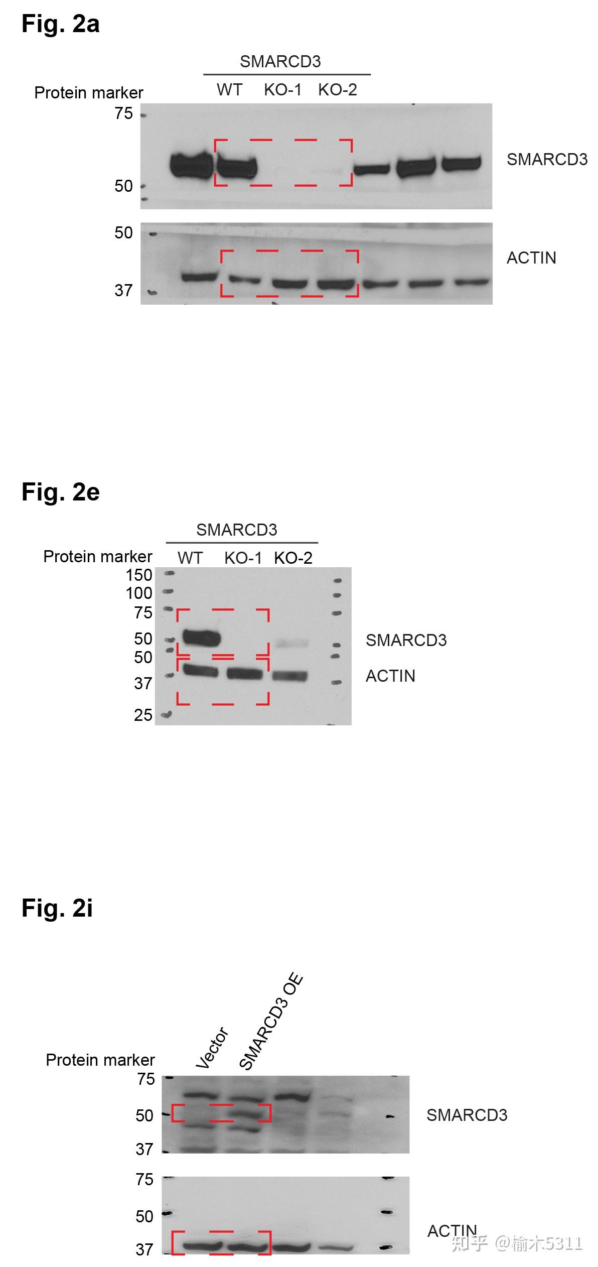 western blot 图片造假图片