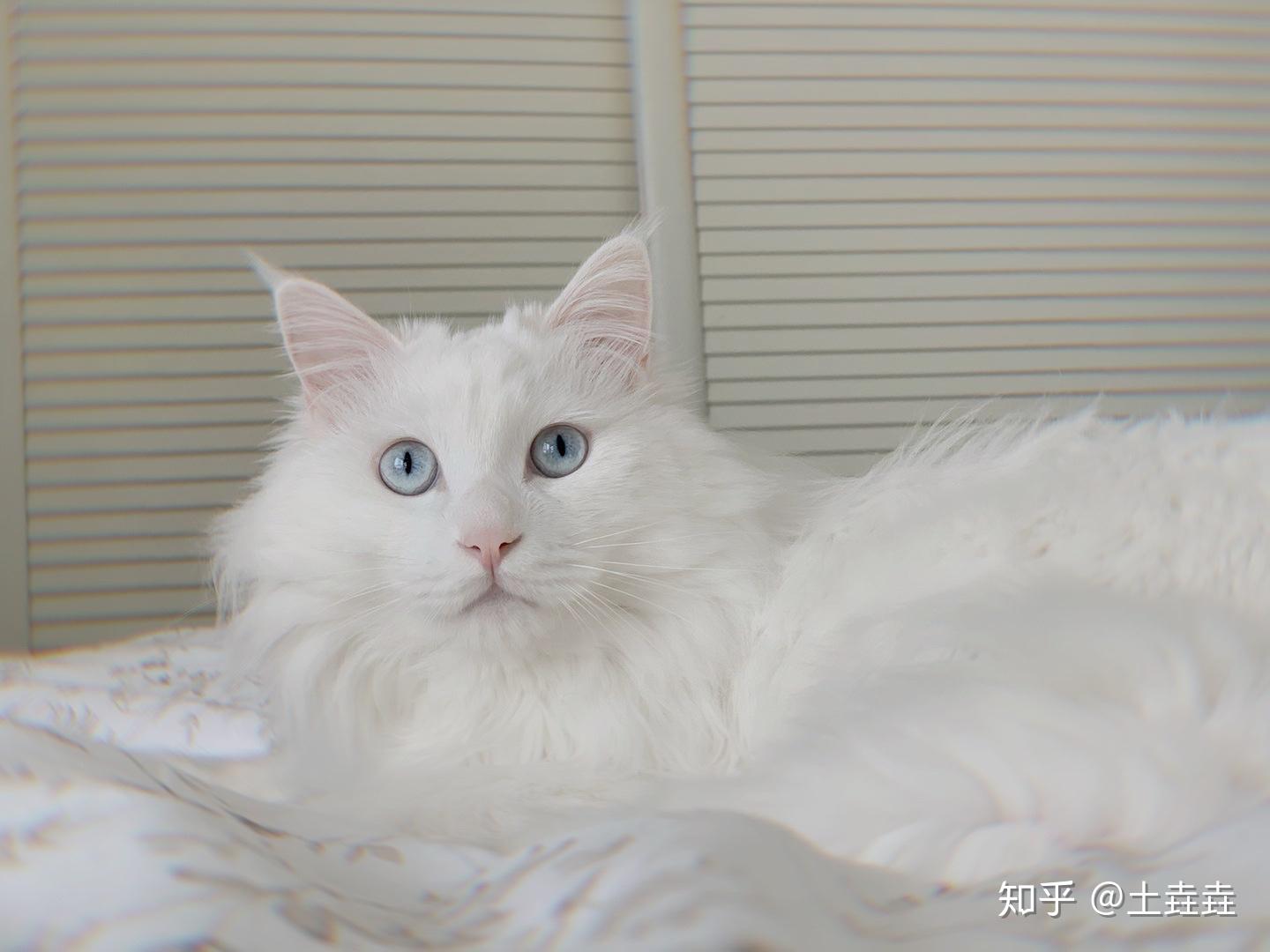 如何评价白猫白色的中华田园猫的颜值与气质