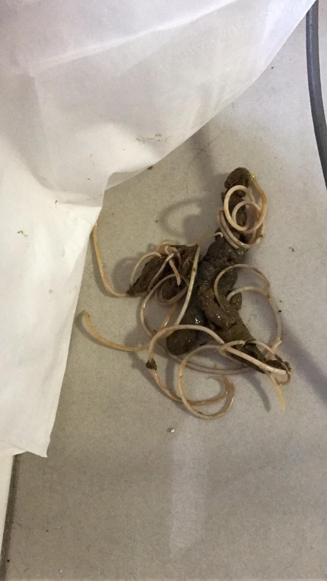 两个月大的狗狗便便里有好多虫?