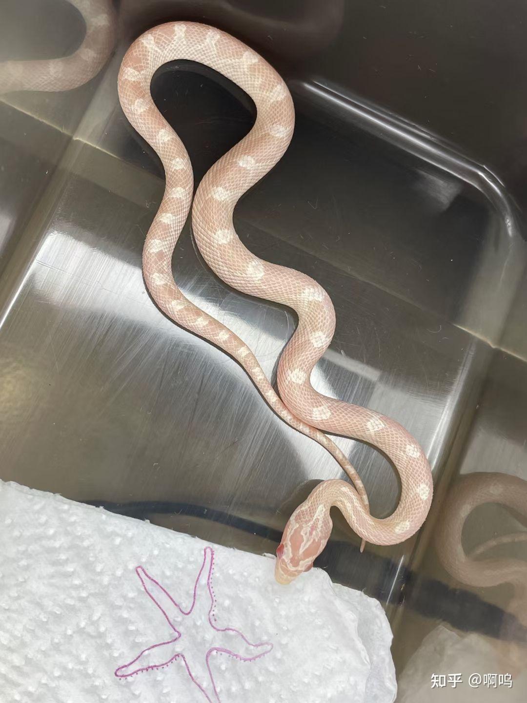 想入一条玉米蛇有推荐么? - 知乎