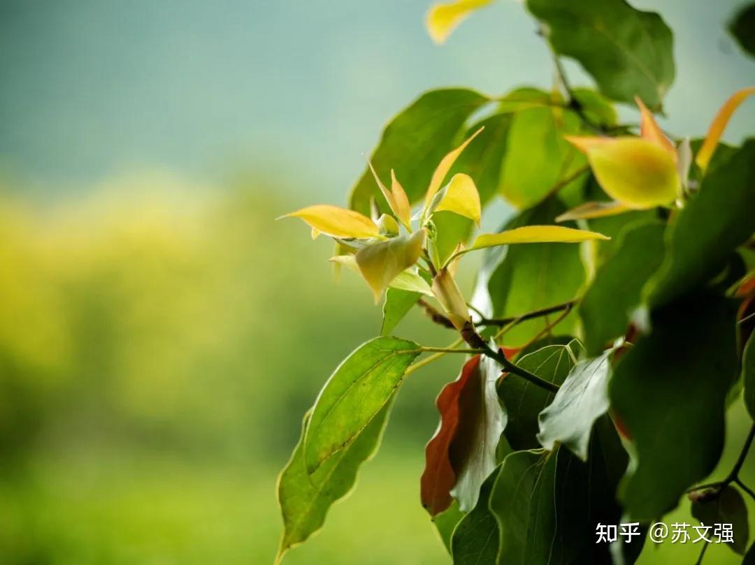 苏州的市树图片