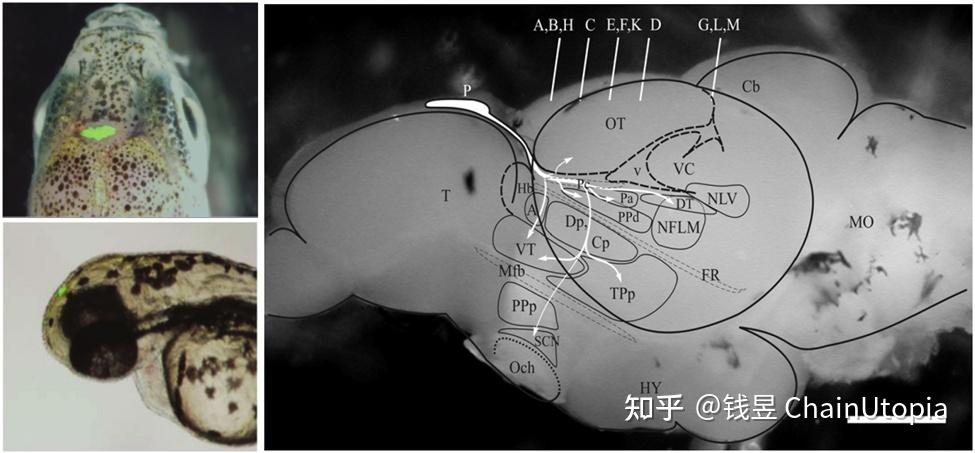 松果体——并不神秘的古老感光系统 - 知乎