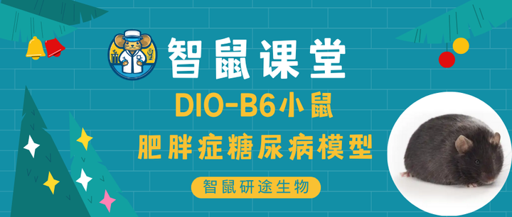 智鼠课堂 | DIO小鼠——肥胖症糖尿病模型(附DIO喂养Tips) - 知乎