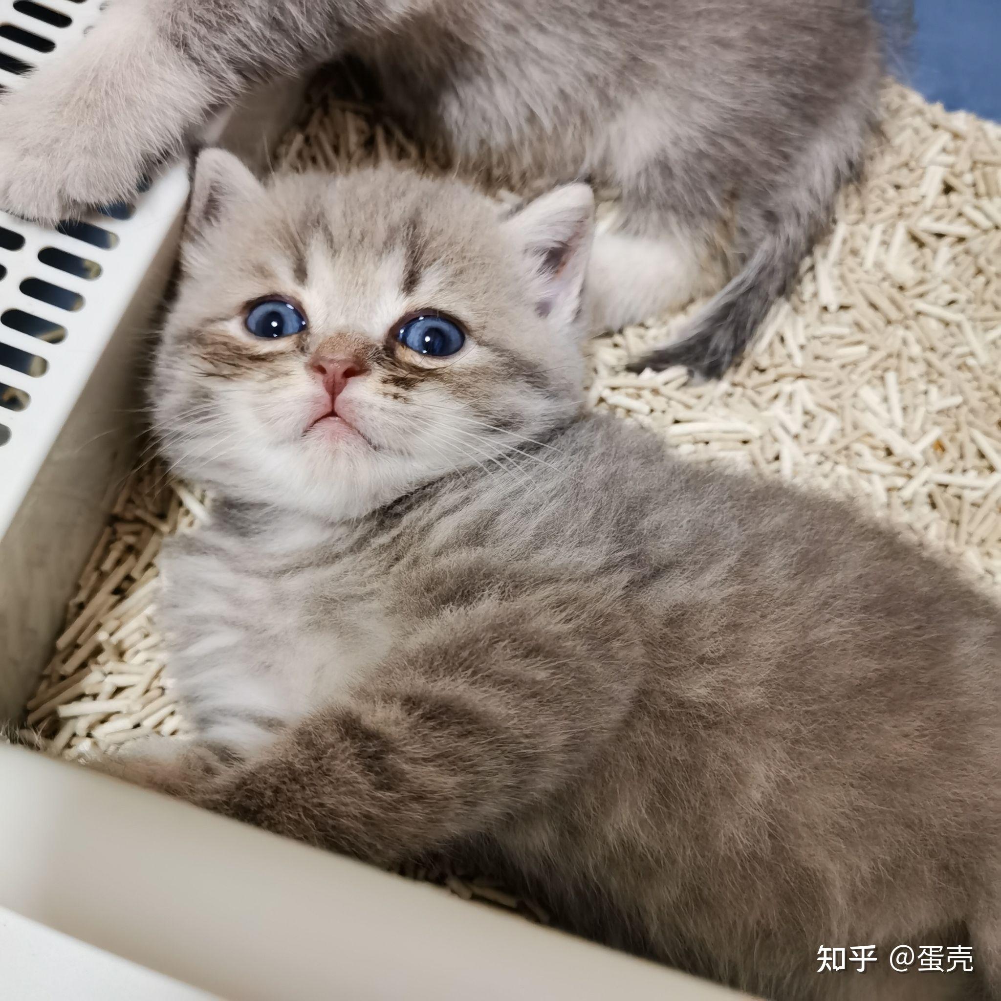 黑金渐层和蓝猫配种图片