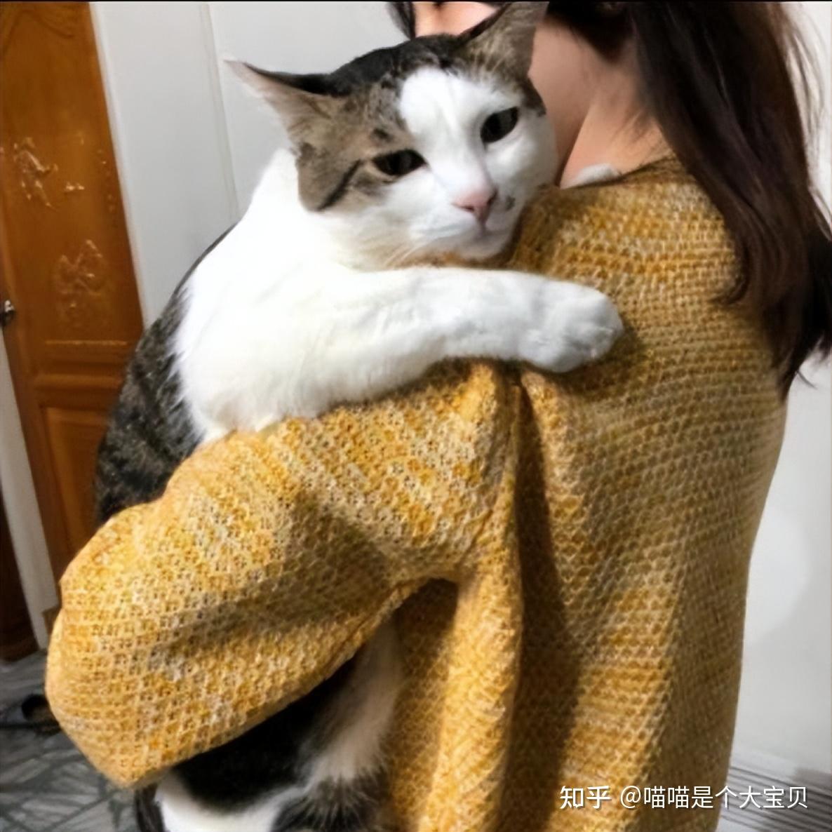 当你抱猫时,在猫眼里,是这么想的 - 知乎