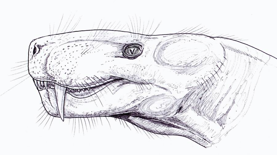 丽齿兽为什么长得这么猥琐大多数动物不是美的吗