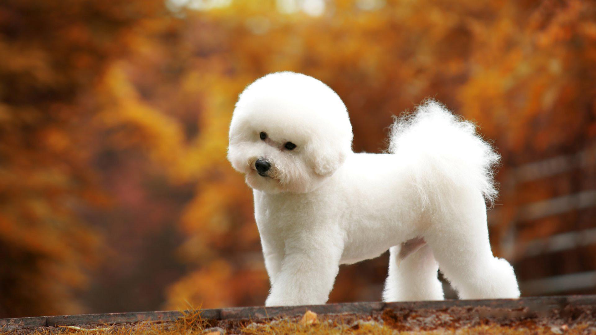 第一次买狗,需要自己了解哪些知识,怎么选狗? - 知乎