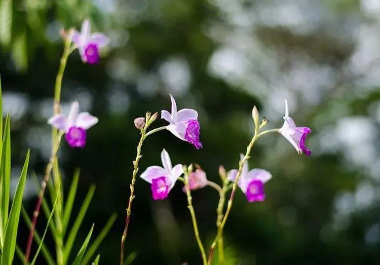 竹叶兰，装草的它，一旦开起花来，如同屌丝逆袭｜花名册No.00016 - 知乎