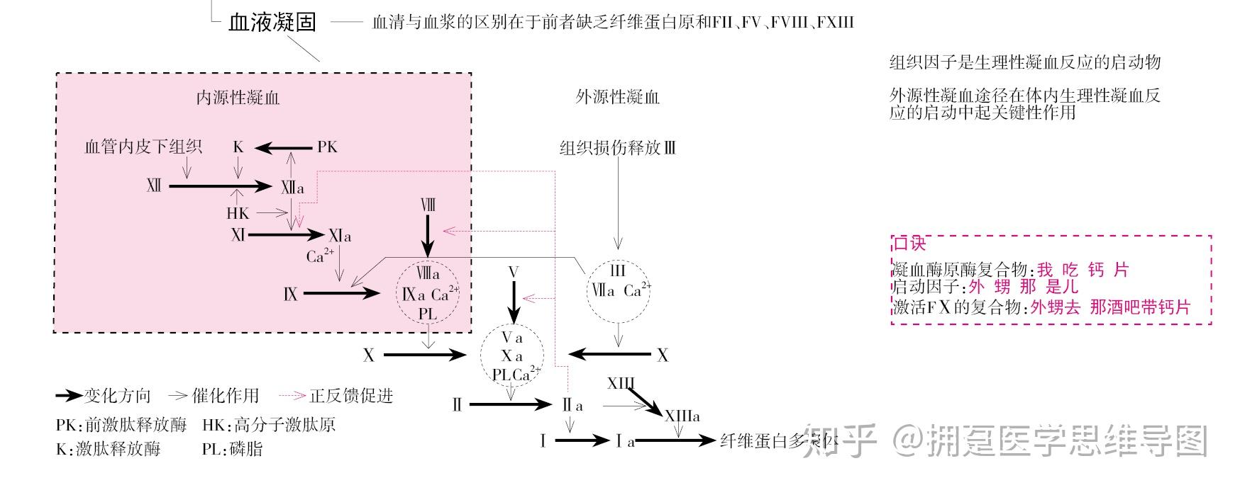 内源性凝血系统图片