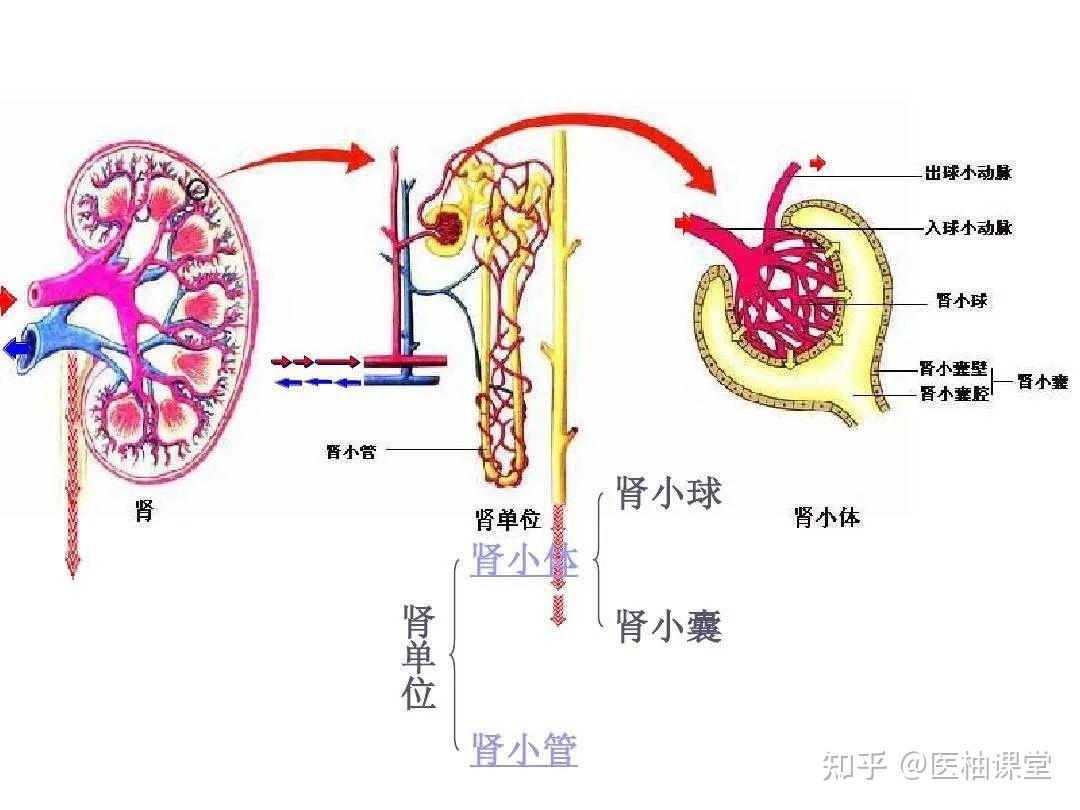 肾脏解剖与生理 - 知乎