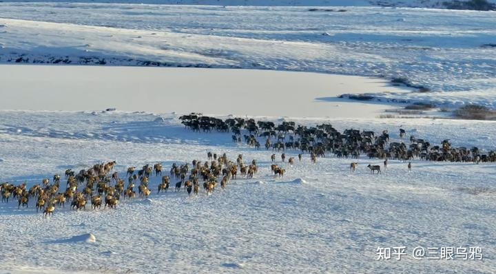 如果将 20 只狼和 500 只鹿放进同一孤岛，最后谁能活下来？