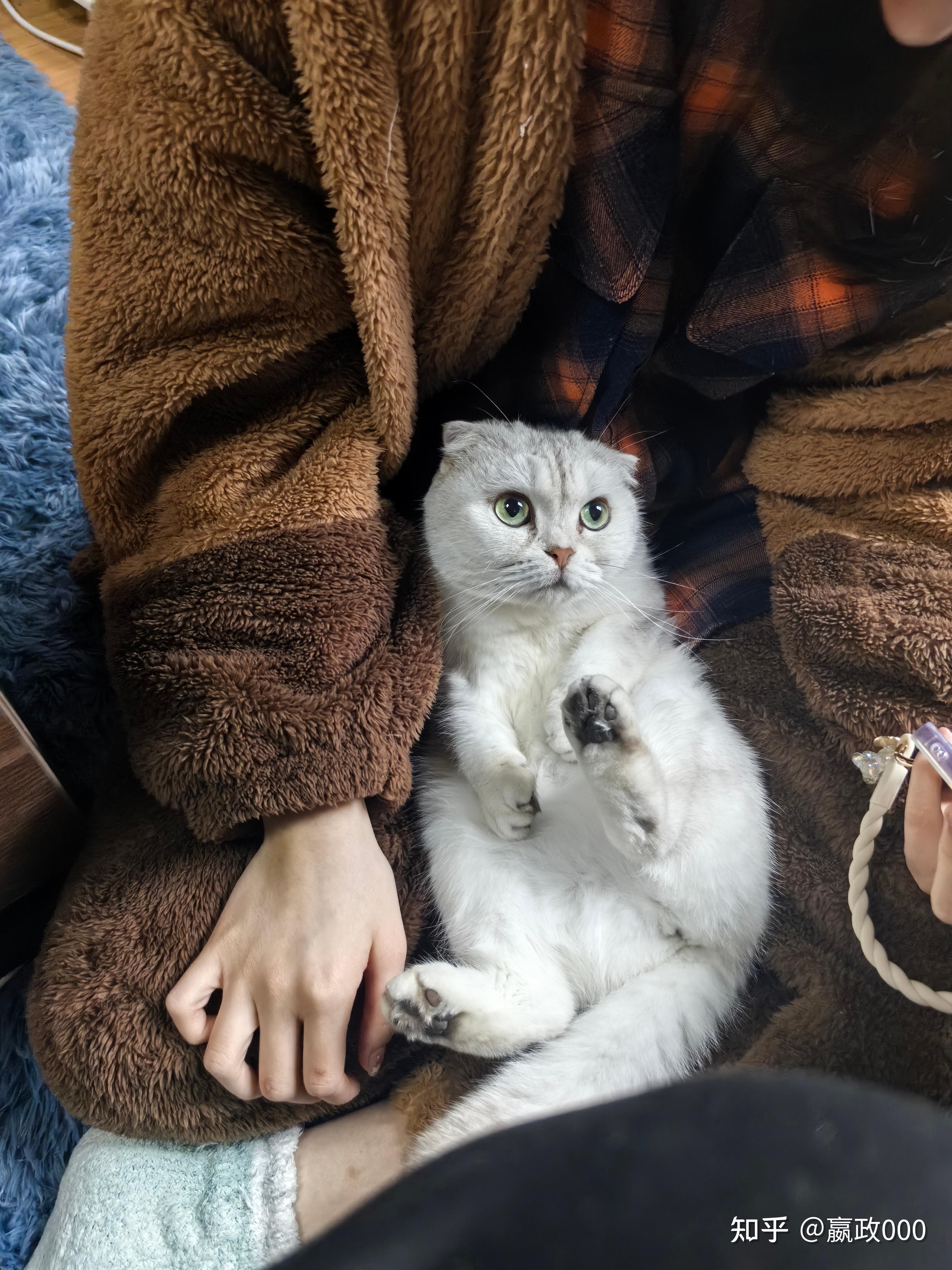 百度贴吧里的猫吧到底是个什么样的地方? - 知乎