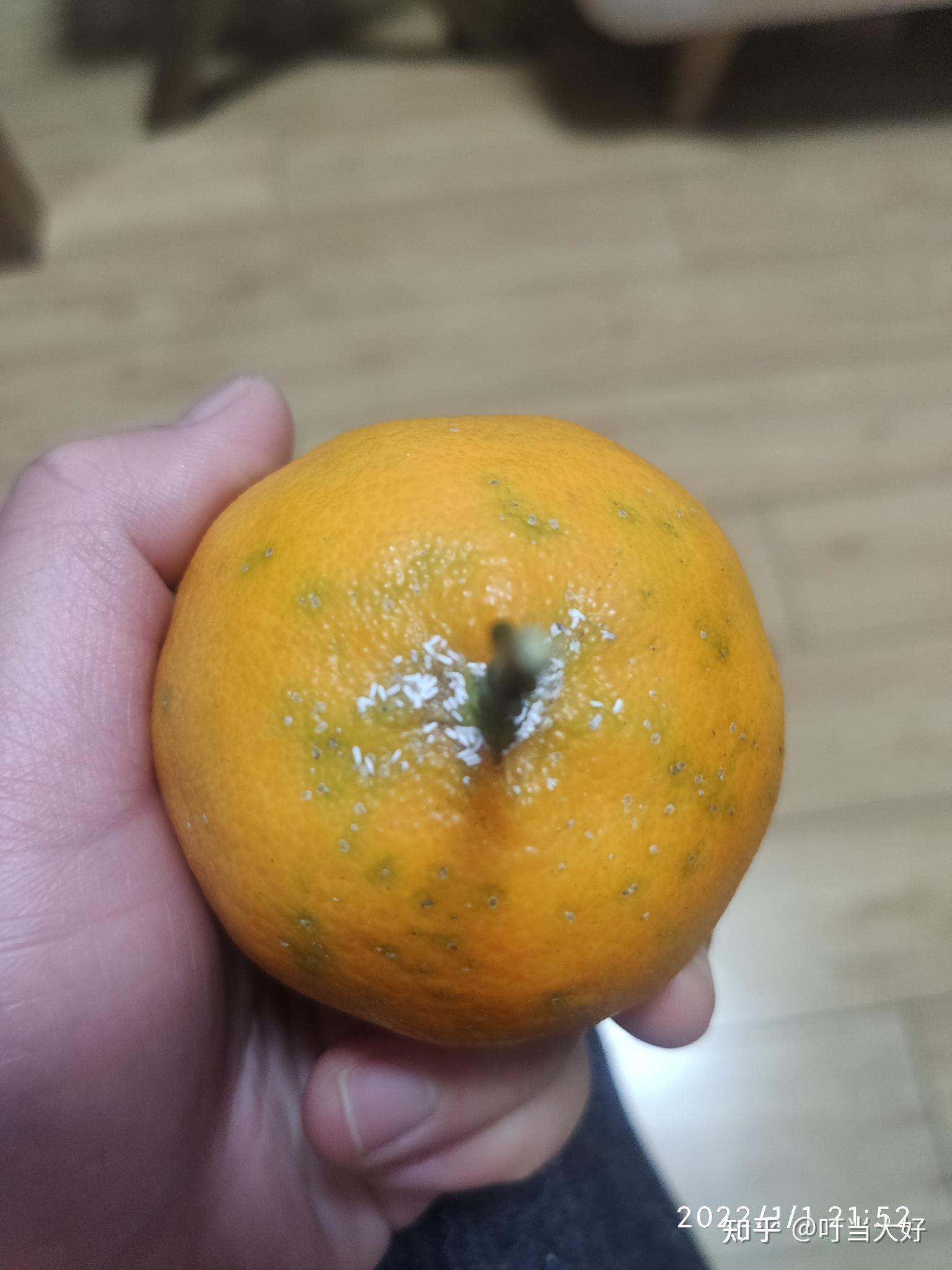柑橘產季談柑果(1)–解剖圖 | 黑胡桃網路閣