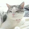 罗夏
