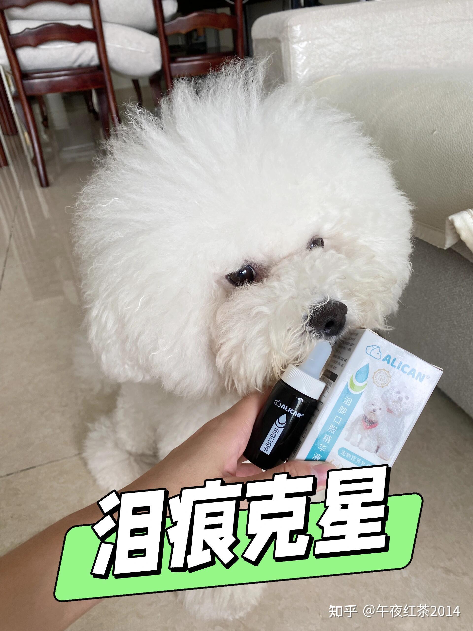 邻居问我家比熊泪痕咋没了?我把Alican泪痕液的用法说了 - 知乎
