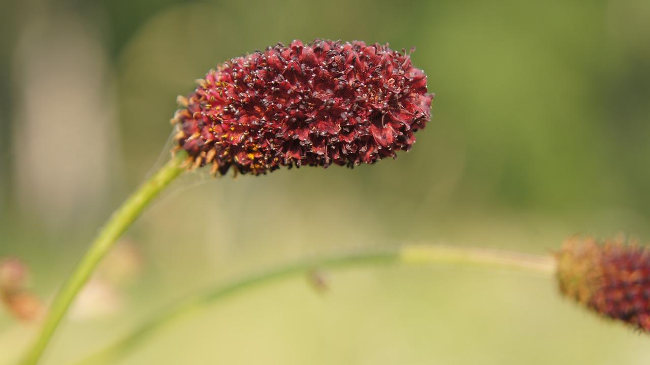 2. 苍术种植效益