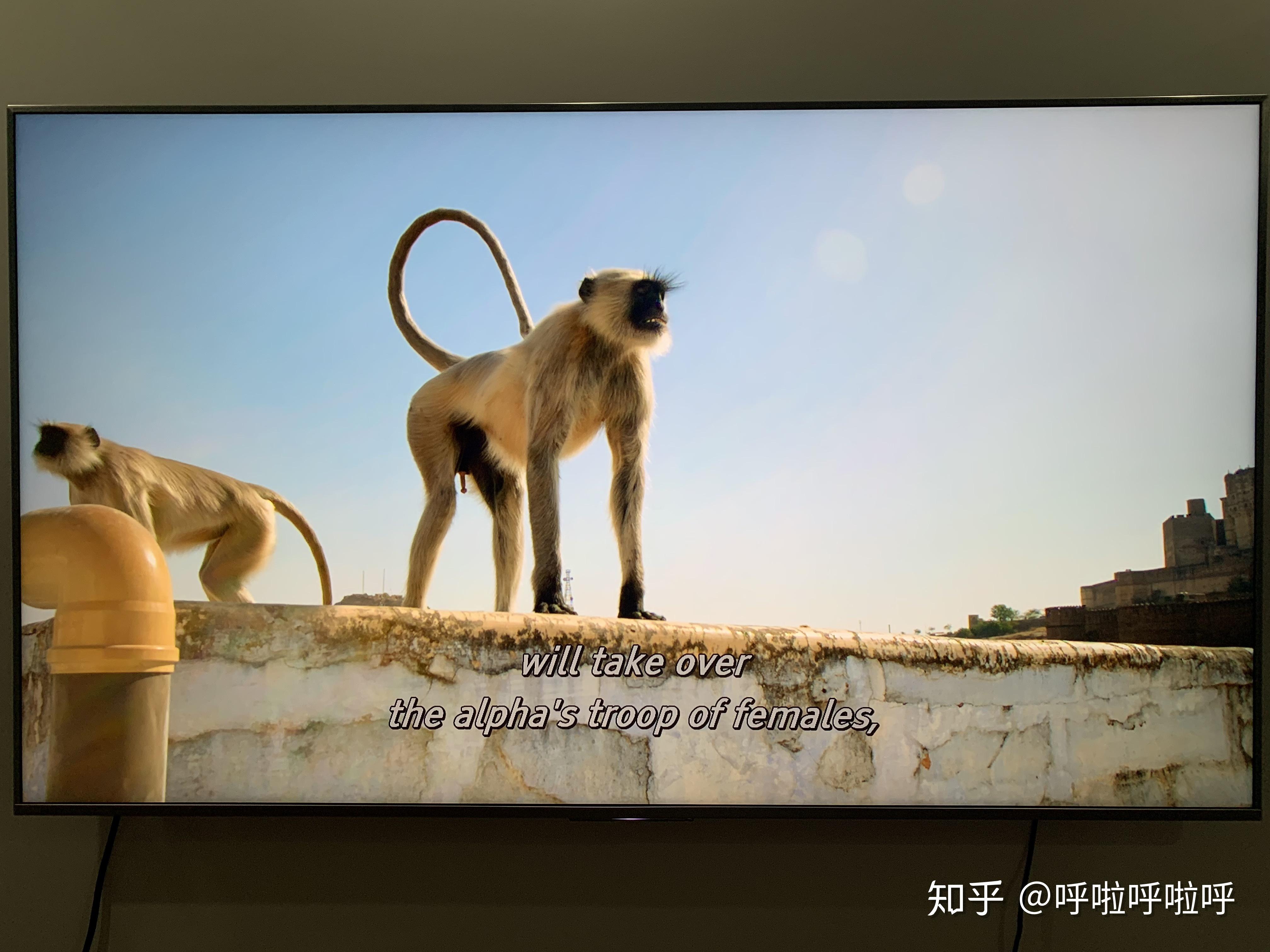 4K厅 篇一:4K纪录片究竟有多少?珍藏好这份全球最全4K超清蓝光纪录片清单(第1-10部) - 知乎