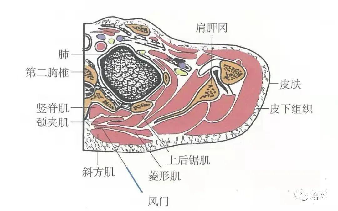 穴位位置示意图：风池、风府、风门、风市 - 知乎