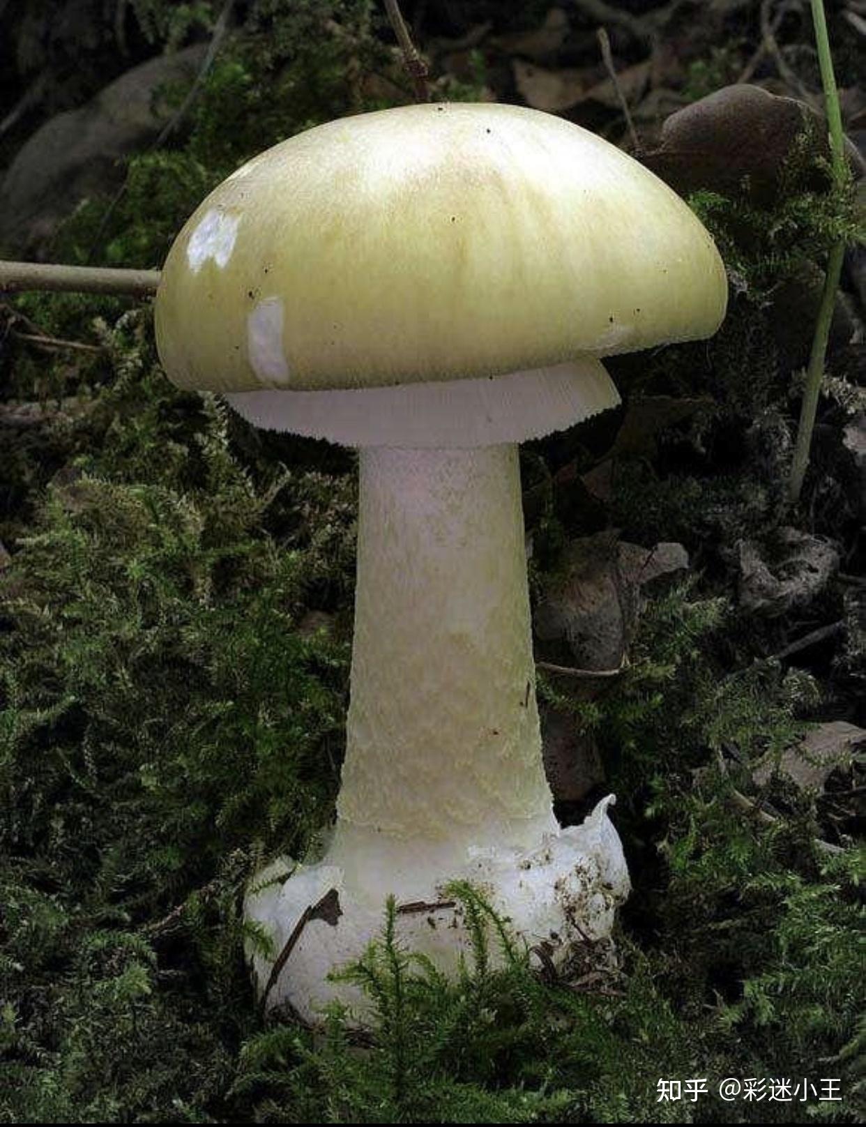 常见毒蘑菇有哪些?红伞伞,白杆杆的都不能吃吗? - 知乎