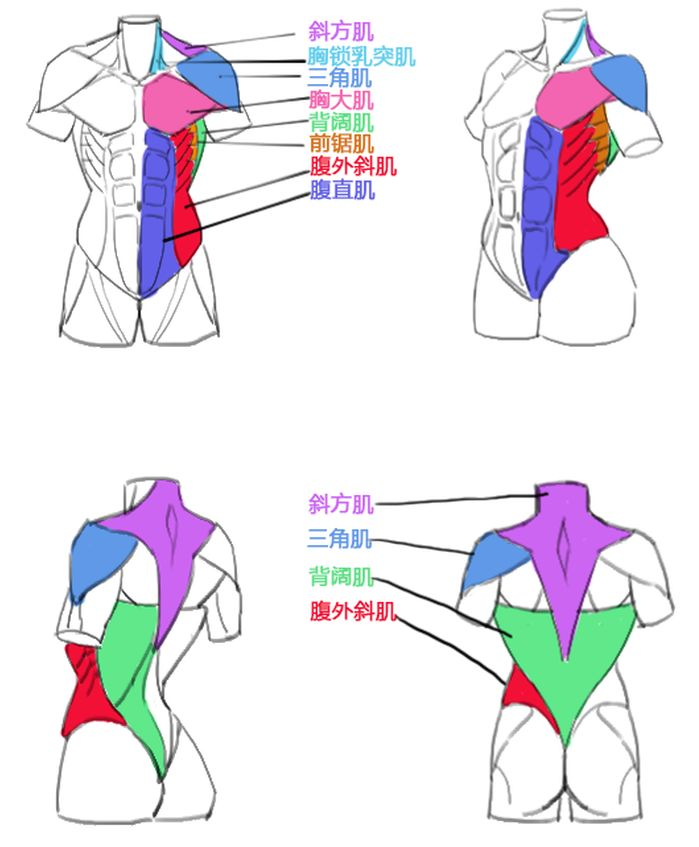 【想画好胸部你就不得不知的!】胸腔与胸前肌肉体块详解 - 知乎