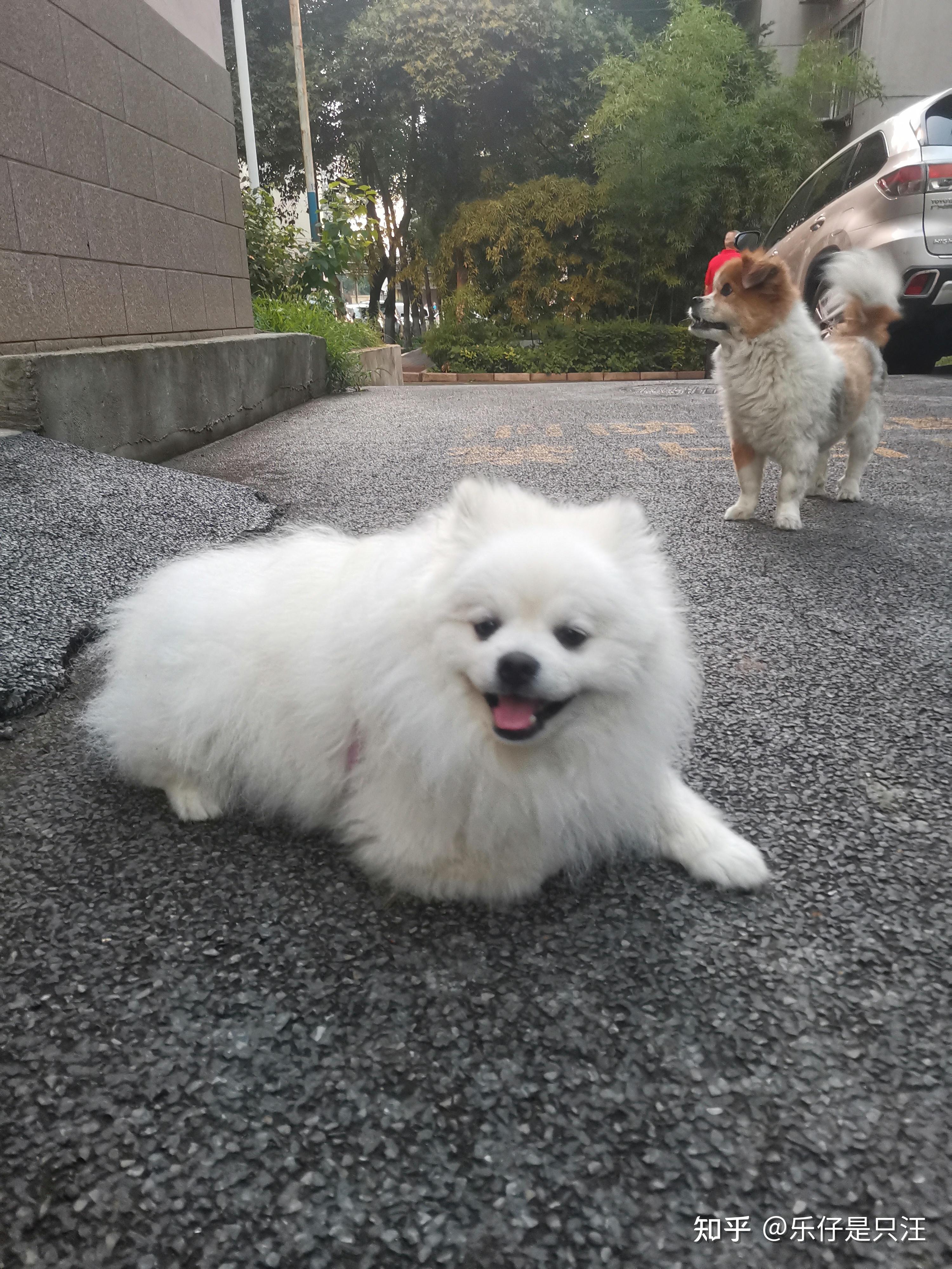 聪明的宠物狗在生活中有哪些表现