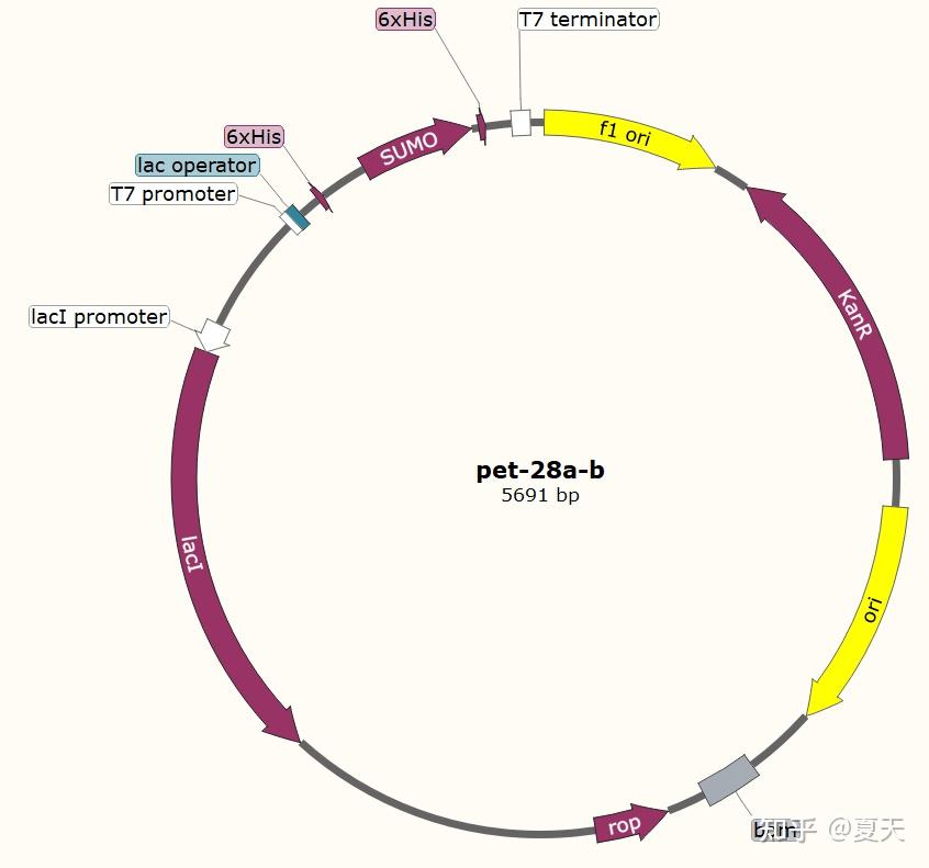 基因表达载体上最基本的三个元件是什么