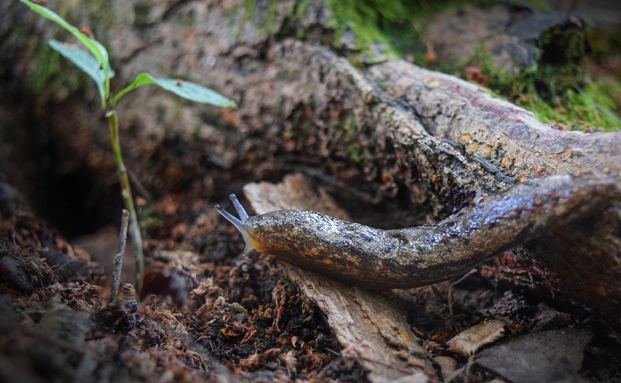 地面泥泞铺什么