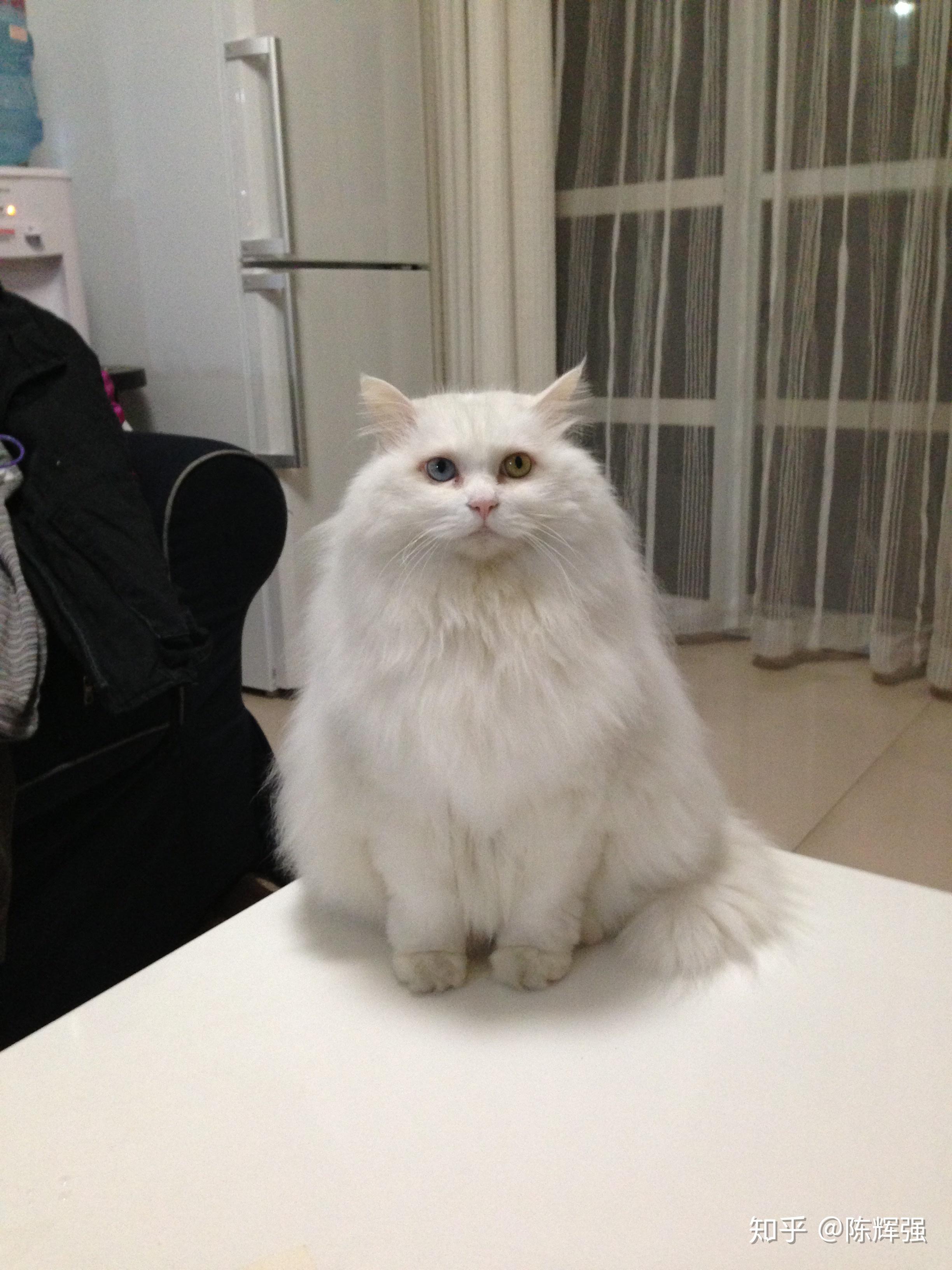 请问哪里购买山东临清狮子猫比较靠谱呀